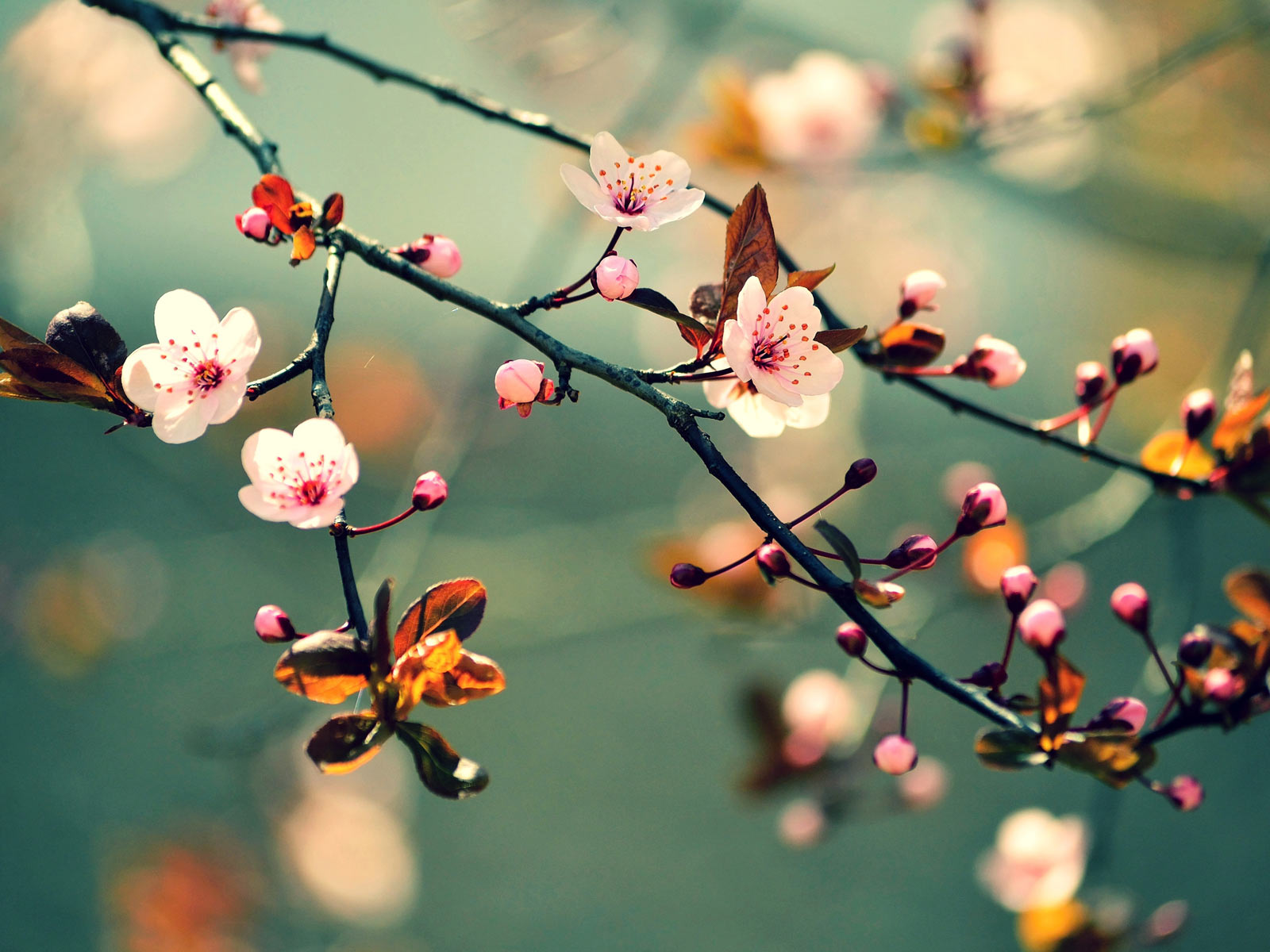 Panorama de la Pensee Juive Moderne: De Baruch Spinoza a Emmanuel Levinas | Gaelle Hanna Serero